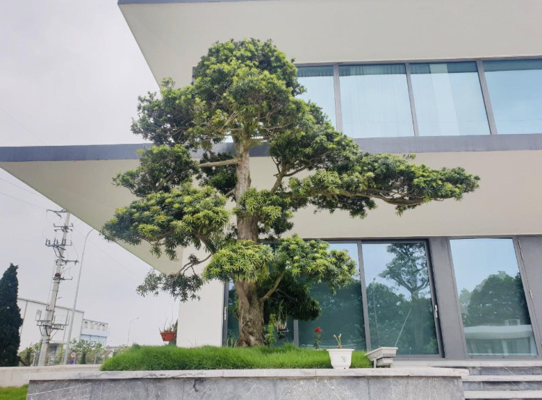 Trồng cây tùng trước nhà