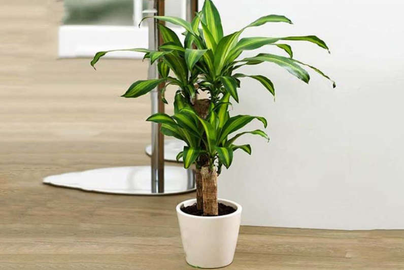 Cây thiết mộc lan