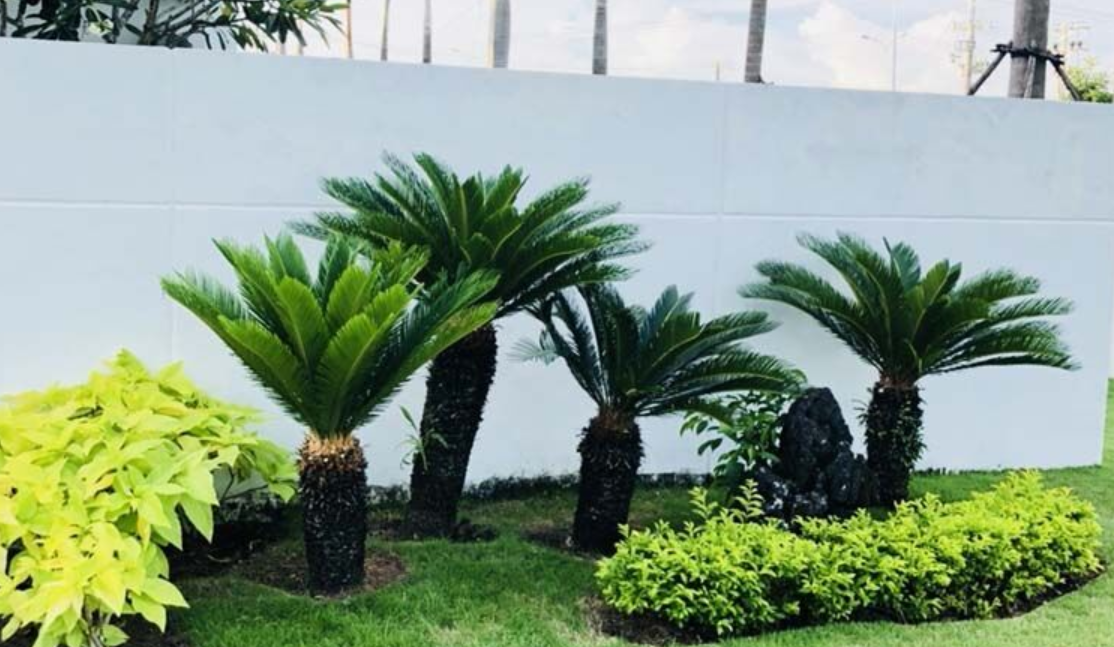 Cây nên trồng trước nhà