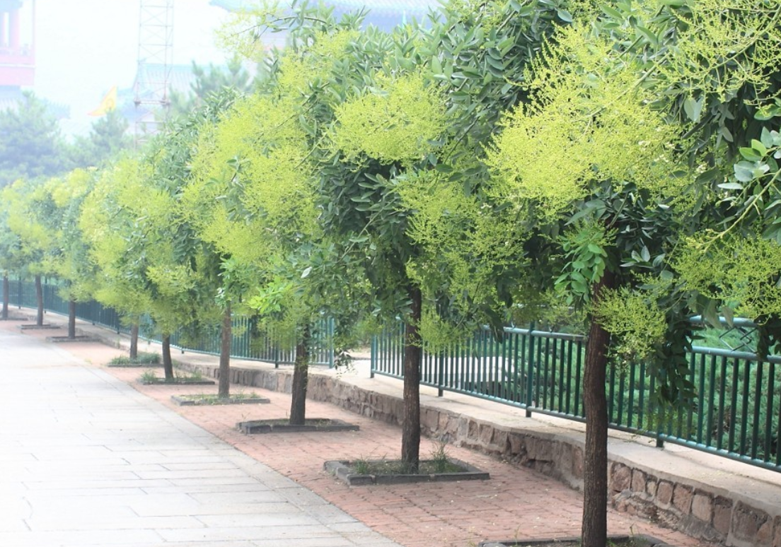 Cây hoa hòe – cây nên trồng trước nhà