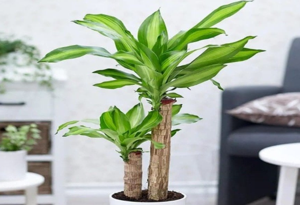 cây trồng trong nhà