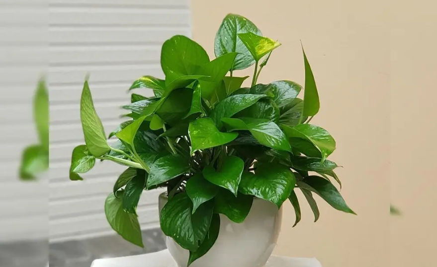 Cây Trầu bà