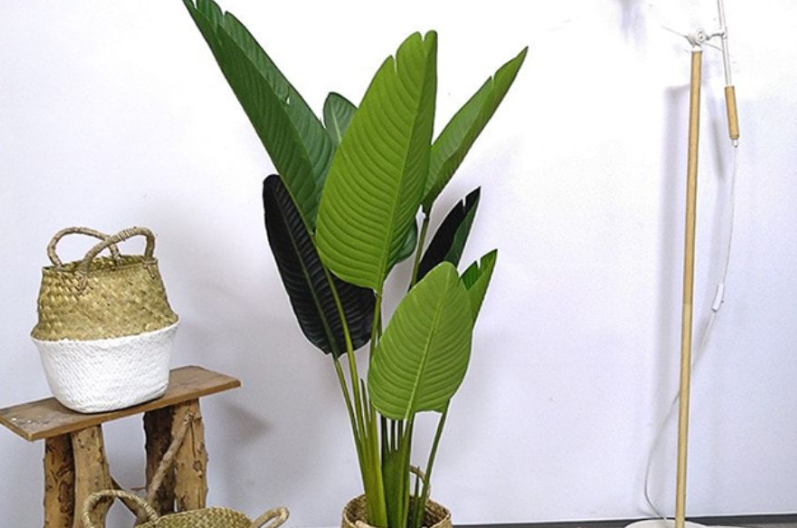 cây trồng trong nhà