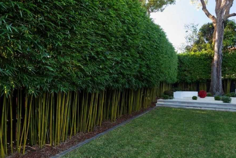 Trồng cây chắn trước cửa chính