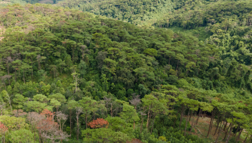 Rừng đầu nguồn là gì?