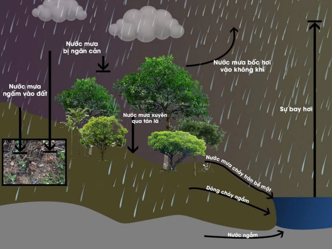 Rừng đầu nguồn là gì?