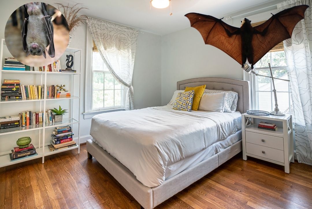 Dơi bay vào phòng ngủ