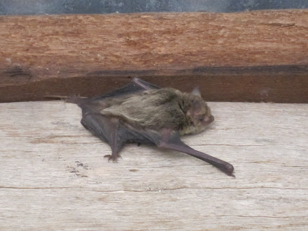 dơi bay vào nhà là điềm gì