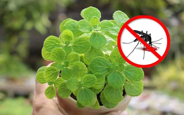 xua đuổi côn trùng một cách tự nhiên