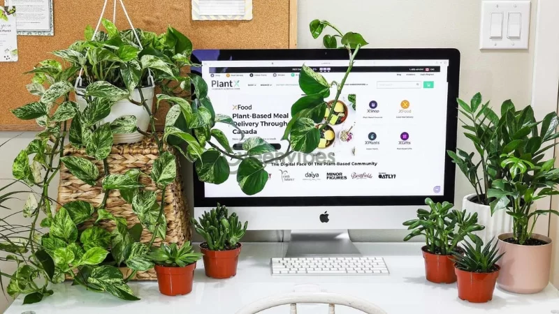 Tác dụng của cây xanh 